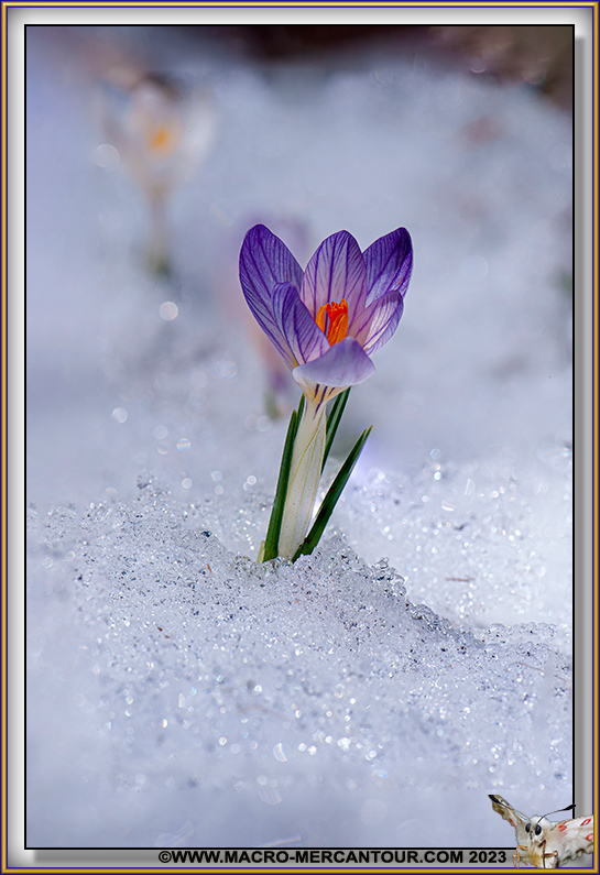 Crocus Versicolor